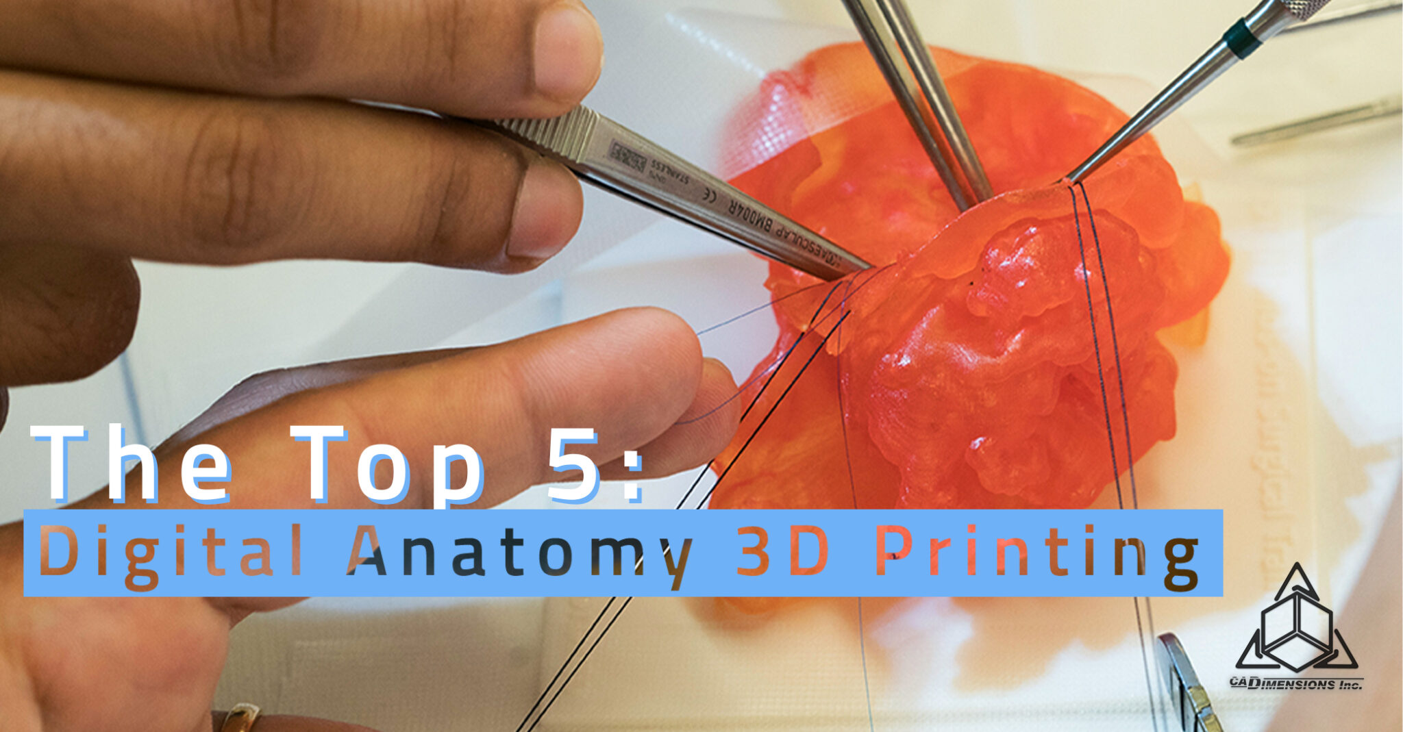 5 Facts About Digital Anatomy 3D Printing
